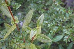 Caldcluvia paniculata
