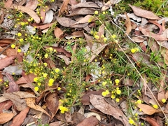 Acacia aculeatissima