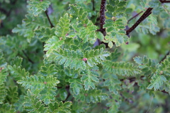 Weinmannia trichosperma