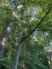 Carpinus