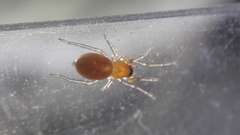 Trachelas minor