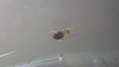 Trachelas minor