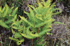 Sticherus cryptocarpus