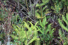 Sticherus cryptocarpus