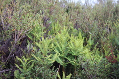 Sticherus cryptocarpus
