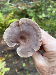 Lactarius glyciosmus