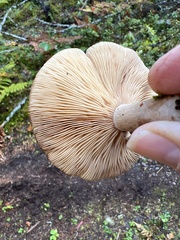 Lactarius glyciosmus