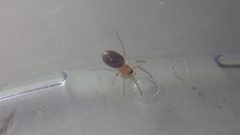 Trachelas minor