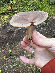 Lactarius glyciosmus