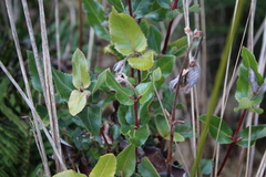 Eucryphia cordifolia