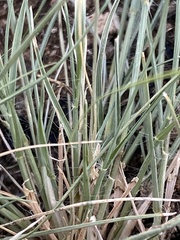 Panicum coloratum