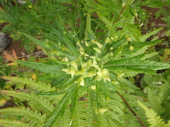 Artemisia tilesii