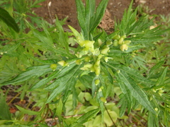 Artemisia tilesii