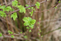 Ribes magellanicum