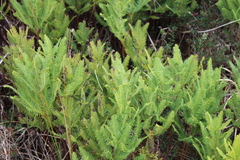 Sticherus cryptocarpus