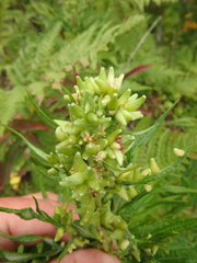 Artemisia tilesii