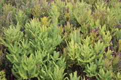 Sticherus cryptocarpus