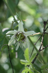 Passiflora bryonioides