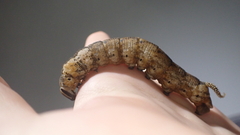 Acherontia atropos