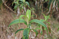 Buddleja globosa