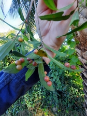 Belonocnema treatae