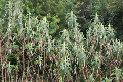 Buddleja globosa