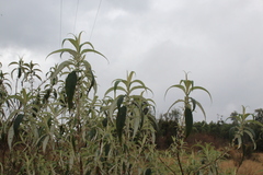 Buddleja globosa