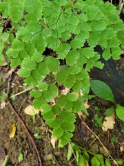 Adiantum tenerum