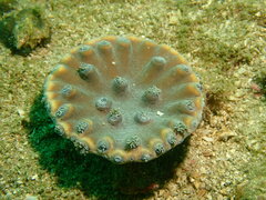 Duncanopsammia peltata