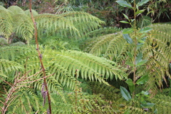 Lophosoria quadripinnata