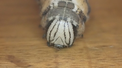 Acherontia atropos