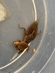 Neocurtilla hexadactyla