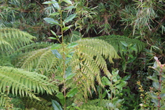 Lophosoria quadripinnata