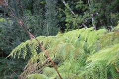 Lophosoria quadripinnata