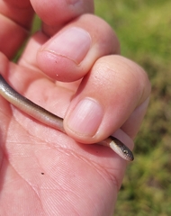 Lycodonomorphus rufulus