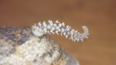 Acherontia atropos