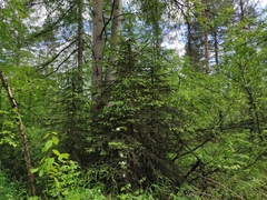 Abies sibirica
