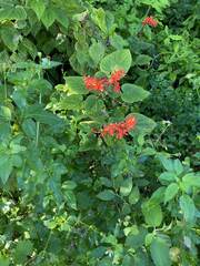 Clerodendrum speciosissimum