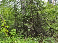 Abies sibirica