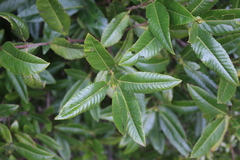 Caldcluvia paniculata