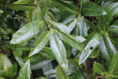 Caldcluvia paniculata