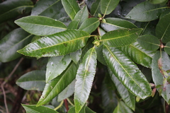 Caldcluvia paniculata