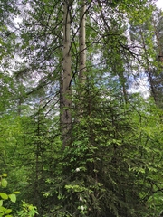 Abies sibirica