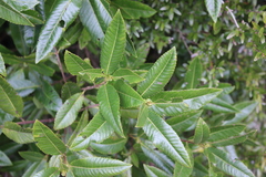 Caldcluvia paniculata