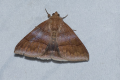 Bastilla absentimacula