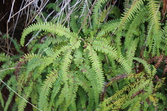 Sticherus squamulosus