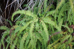 Sticherus squamulosus