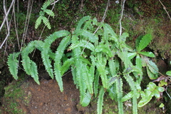 Sticherus squamulosus