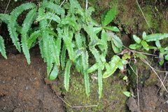 Sticherus squamulosus