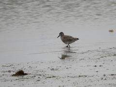 Calidris fuscicollis